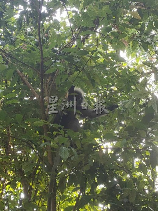 (大北马)在山中:升旗山古迹山径