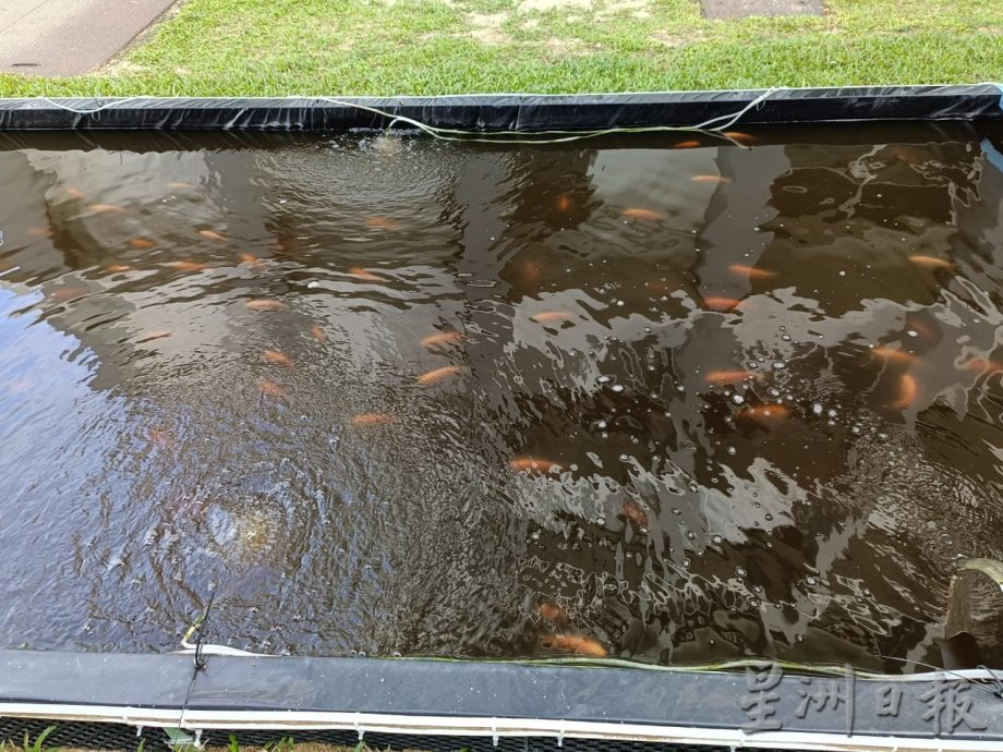 (大北馬)恆毅分校打造生態課堂 魚菜共生系統引領環保教育風潮