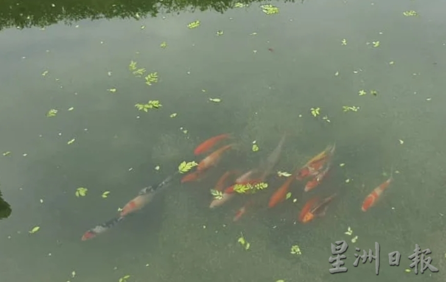 （大北马）社尾考古公园生运河态遭非洲鱼破坏 鲤鱼仅不到10尾