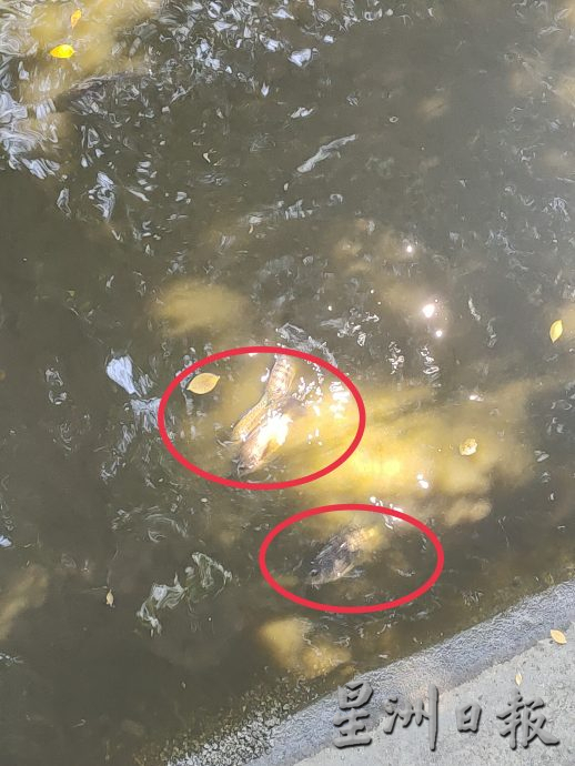 （大北马）社尾考古公园生运河态遭非洲鱼破坏 鲤鱼仅不到10尾