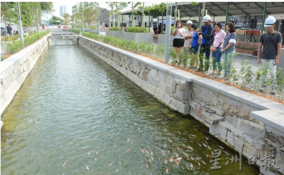 （大北马）社尾考古公园生运河态遭非洲鱼破坏 鲤鱼仅不到10尾