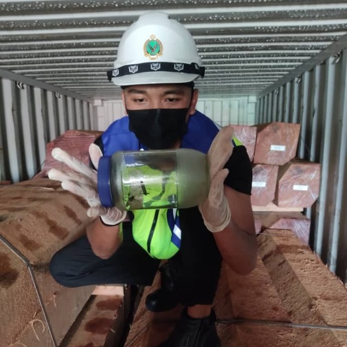 （大北马）MAQIS发现进口货品载有害虫