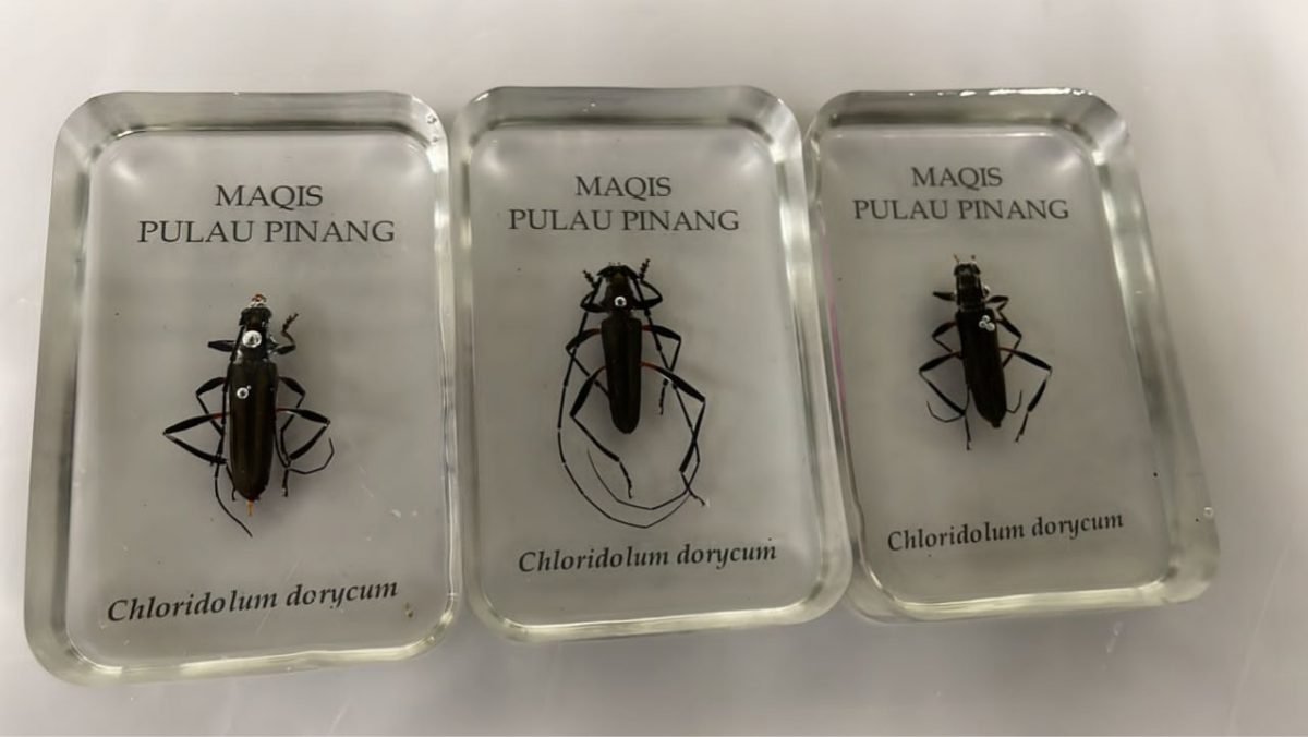 （大北马）MAQIS发现进口货品载有害虫