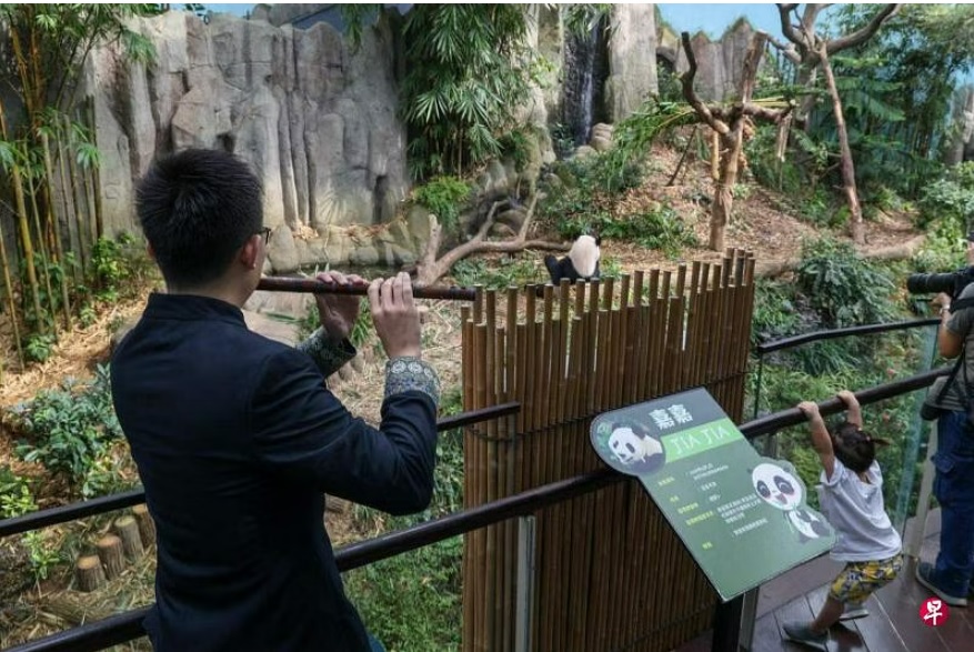 (已签发)柔:狮城二三事:大熊猫叻叻将返中国 新中音乐家齐聚快闪欢送