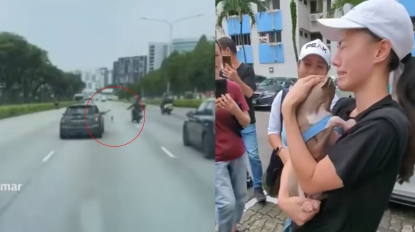 (已签发)柔:狮城二三事:宠物狗快速公路乱奔 警民合力将它救起赢赞