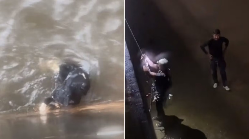 (已签发)柔:狮城二三事:猫咪受困水中瑟瑟发抖 暖男冒雨营救动人心