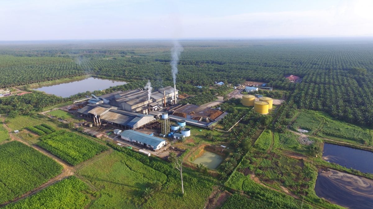 1月15日见报///曾贵秋点“油”成金  美景油棕冲上市