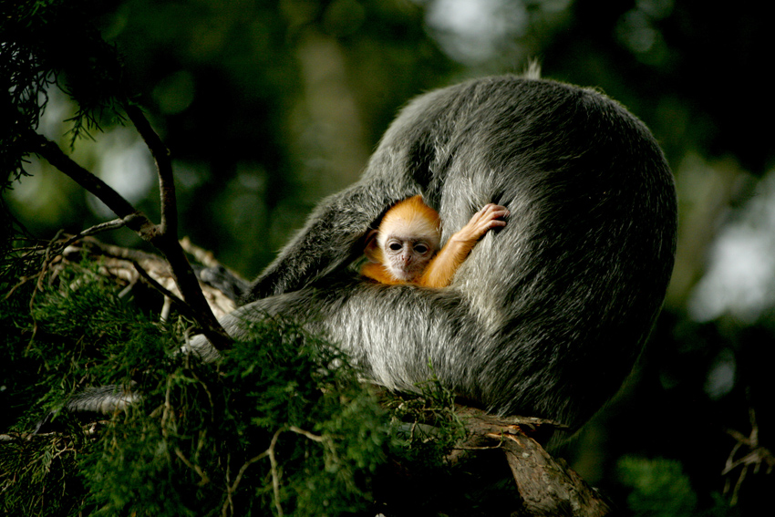 ​Kim Teoh／眼神交会