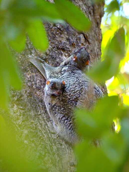 ​Kim Teoh／眼神交会
