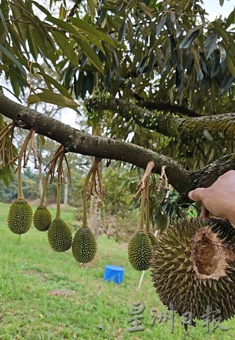 ★1月15日刊登／大霹雳封底主文／【农的传人】／喜欢大自然环境 摄影师转行务农乐 