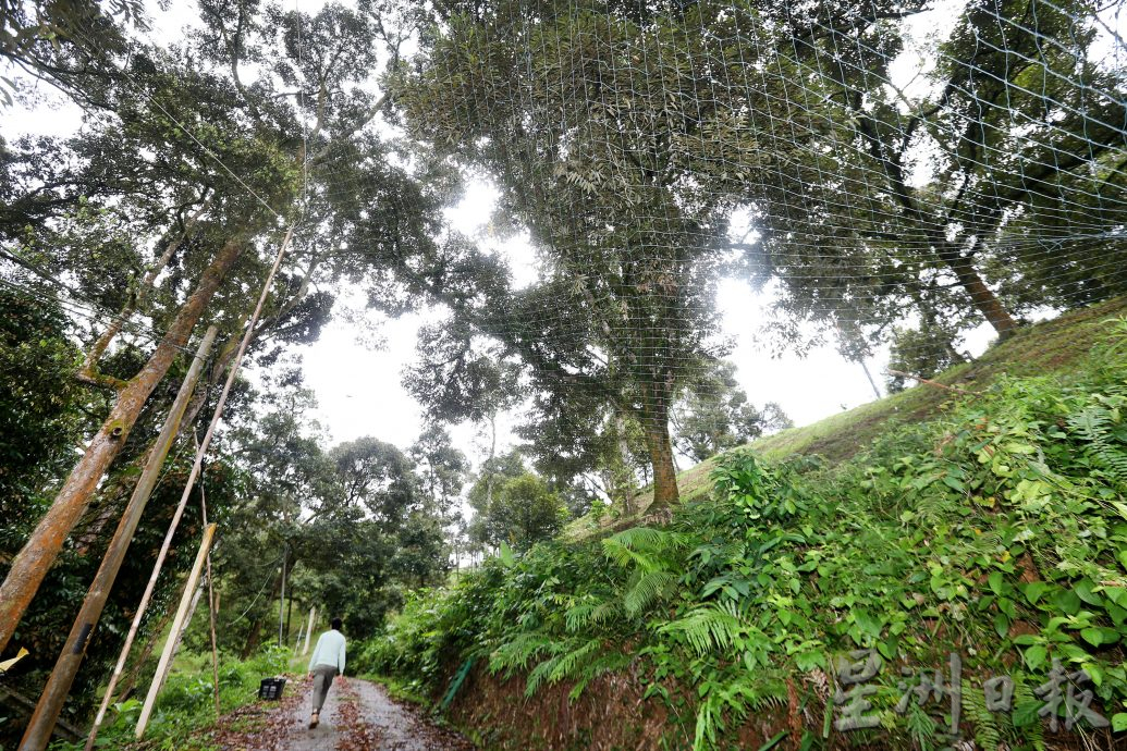 ★1月15日刊登／大霹雳封底主文／【农的传人】／喜欢大自然环境 摄影师转行务农乐 