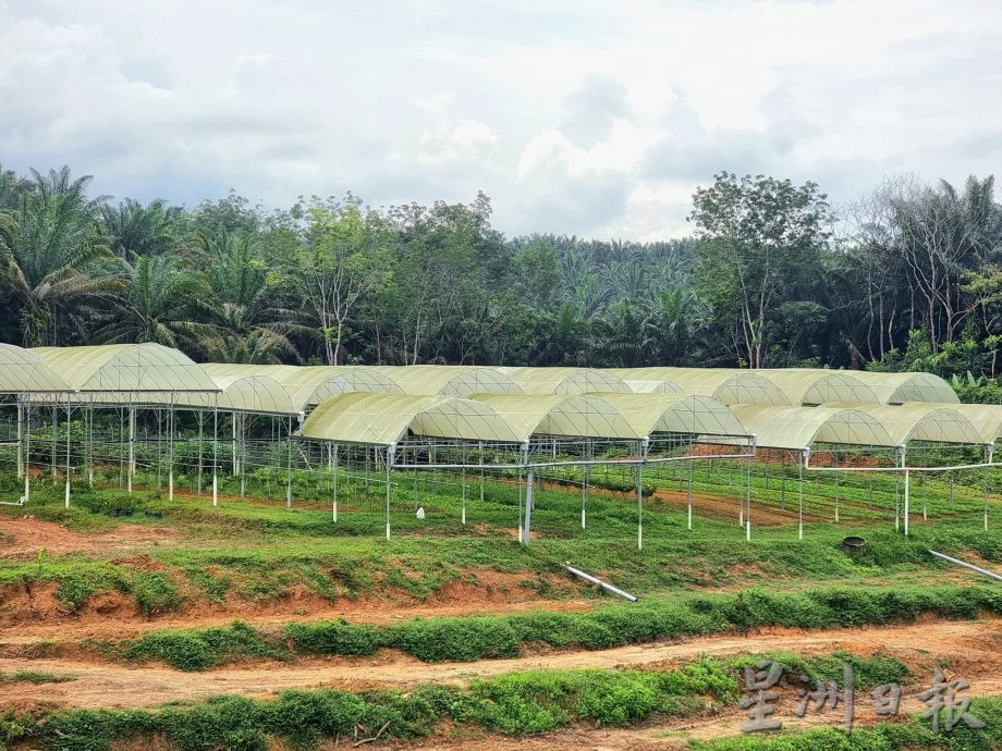 ★1月15日刊登／大霹雳封底主文／【农的传人】／喜欢大自然环境 摄影师转行务农乐 