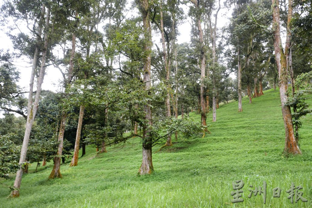 ★1月15日刊登／大霹雳封底主文／【农的传人】／喜欢大自然环境 摄影师转行务农乐 