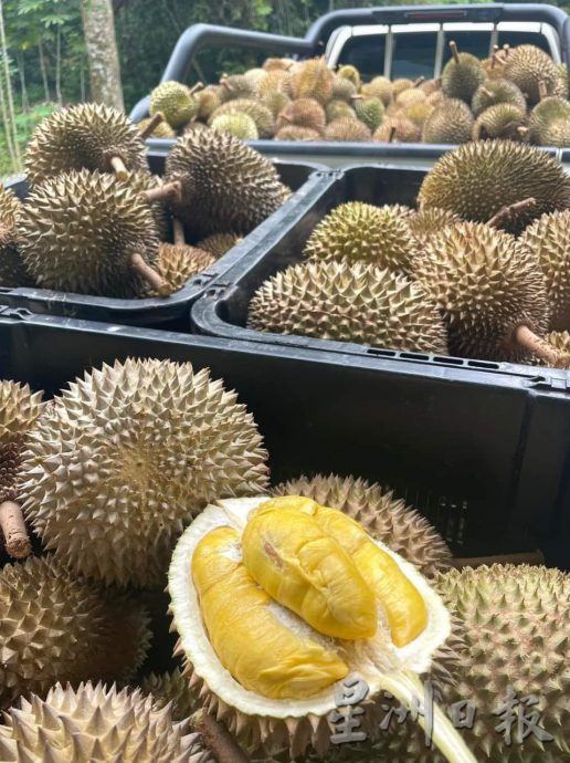 ★1月15日刊登／大霹雳封底主文／【农的传人】／喜欢大自然环境 摄影师转行务农乐 