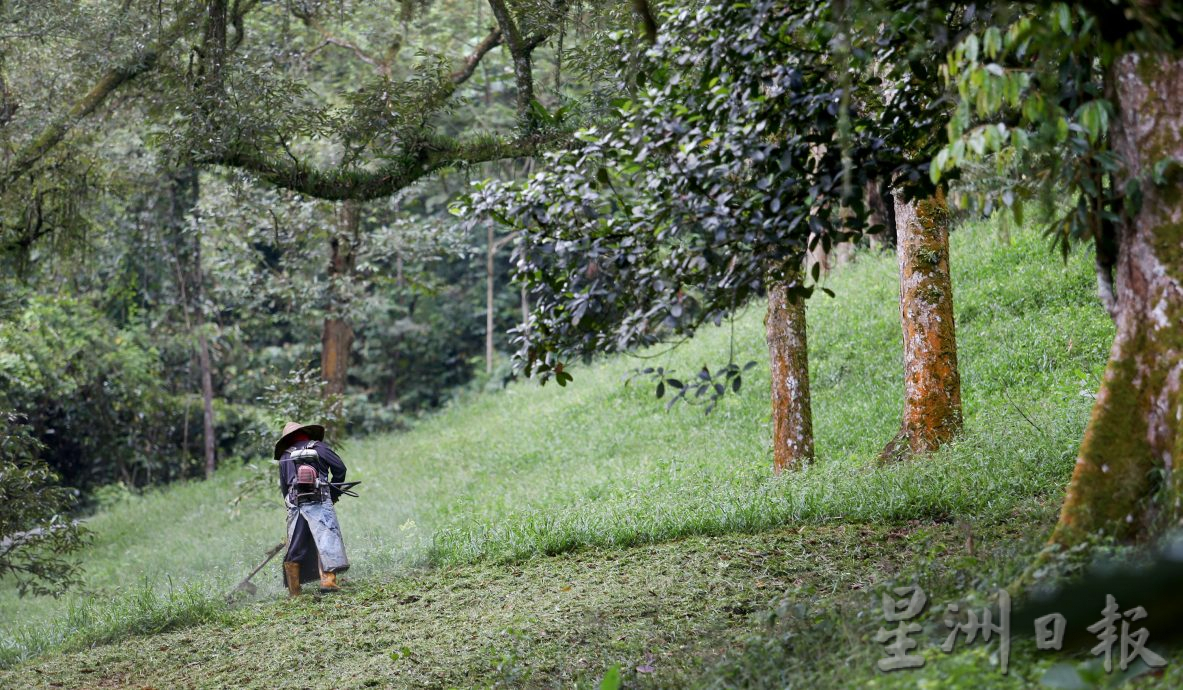 ★1月15日刊登／大霹雳封底主文／【农的传人】／喜欢大自然环境 摄影师转行务农乐 