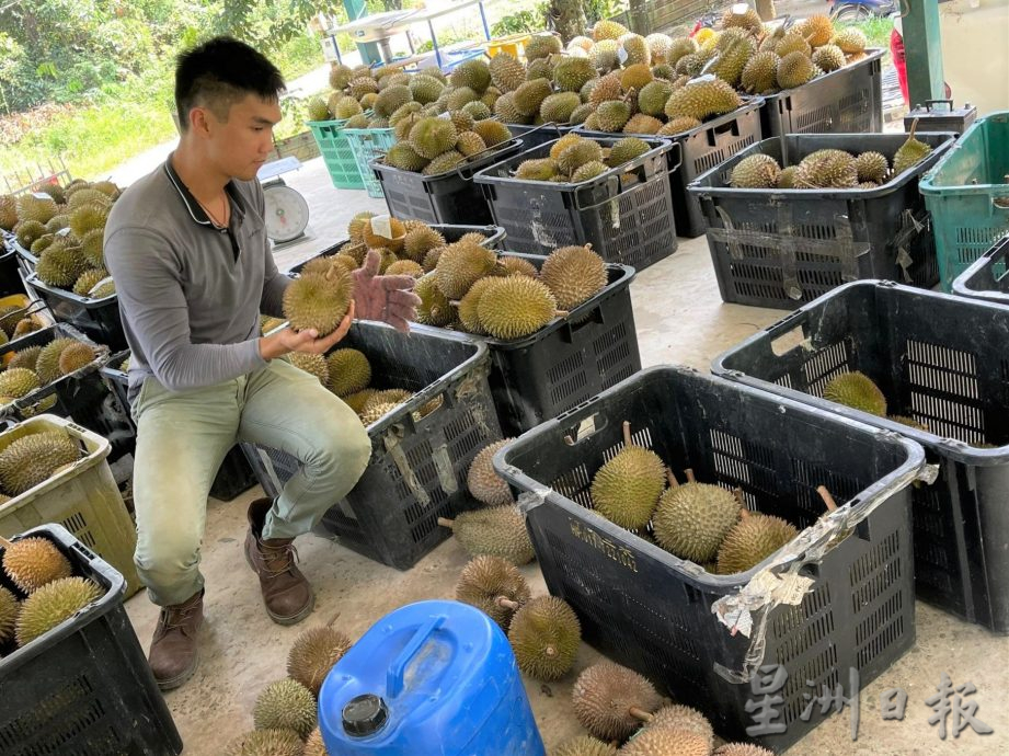 ★1月15日刊登／大霹雳封底主文／【农的传人】／喜欢大自然环境 摄影师转行务农乐 