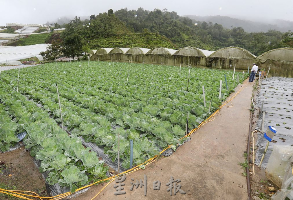 ★1月22日刊登/大霹雳封底主文/【农的传人】/廖宝忠弃农药种包菜 靠寄生蜂对付吊丝虫