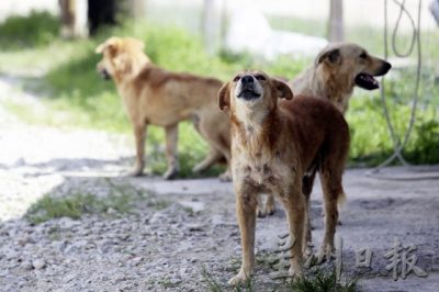 不举报不知道!受虐动物五花八门,家禽鱼儿也遭虐待