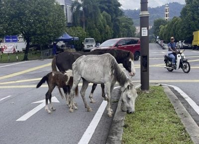 不举报不知道!受虐动物五花八门,家禽鱼儿也遭虐待