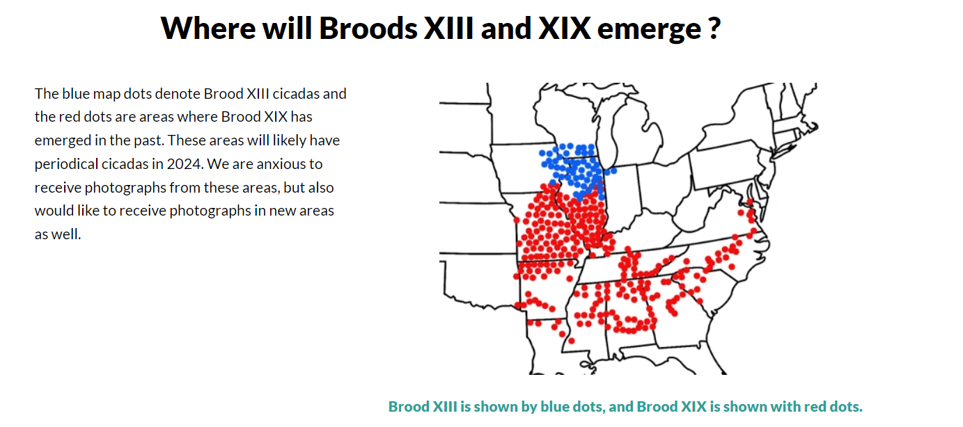 世纪之遇 两种蝉“221年才交会一次” 没遇上要等下辈子