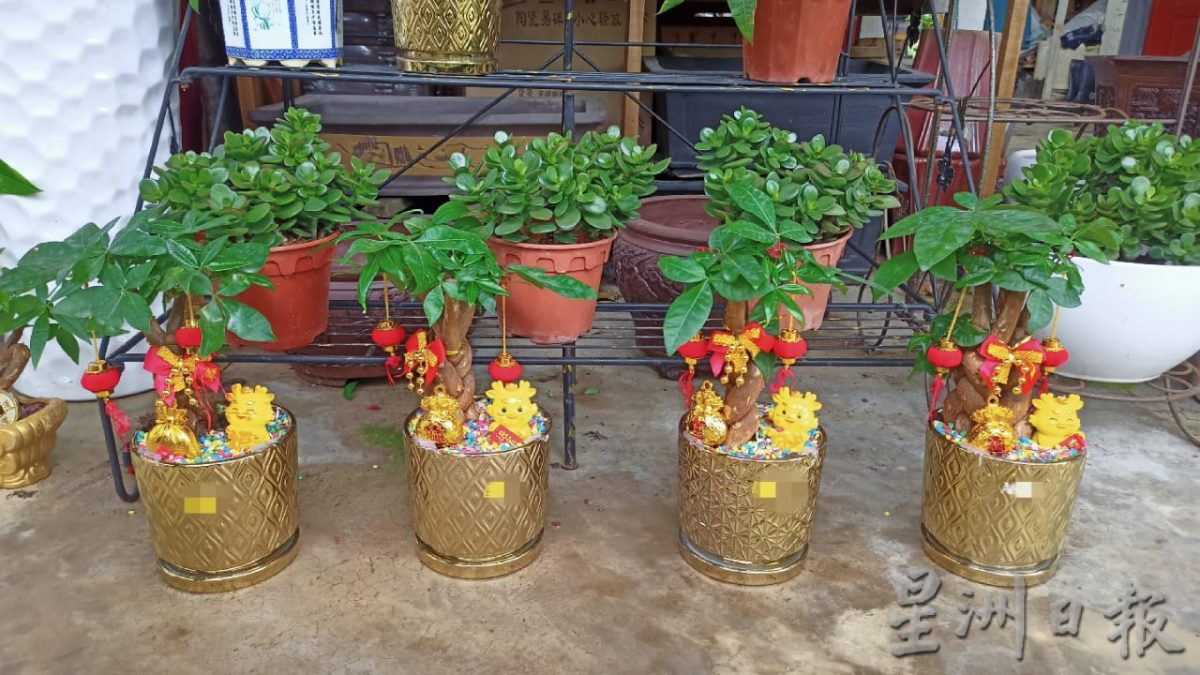 东：迎春花开，“群龙”聚花圃。