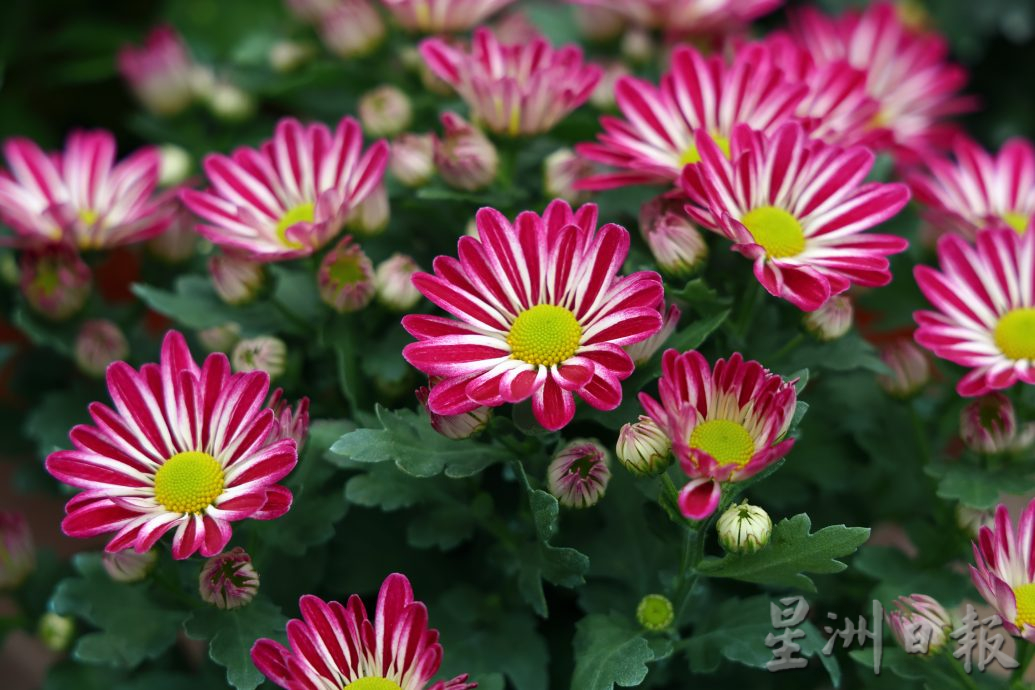 东：迎春花开，“群龙”聚花圃。