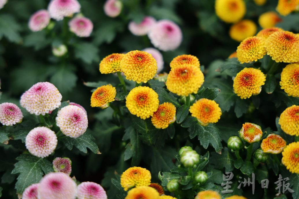 东：迎春花开，“群龙”聚花圃。