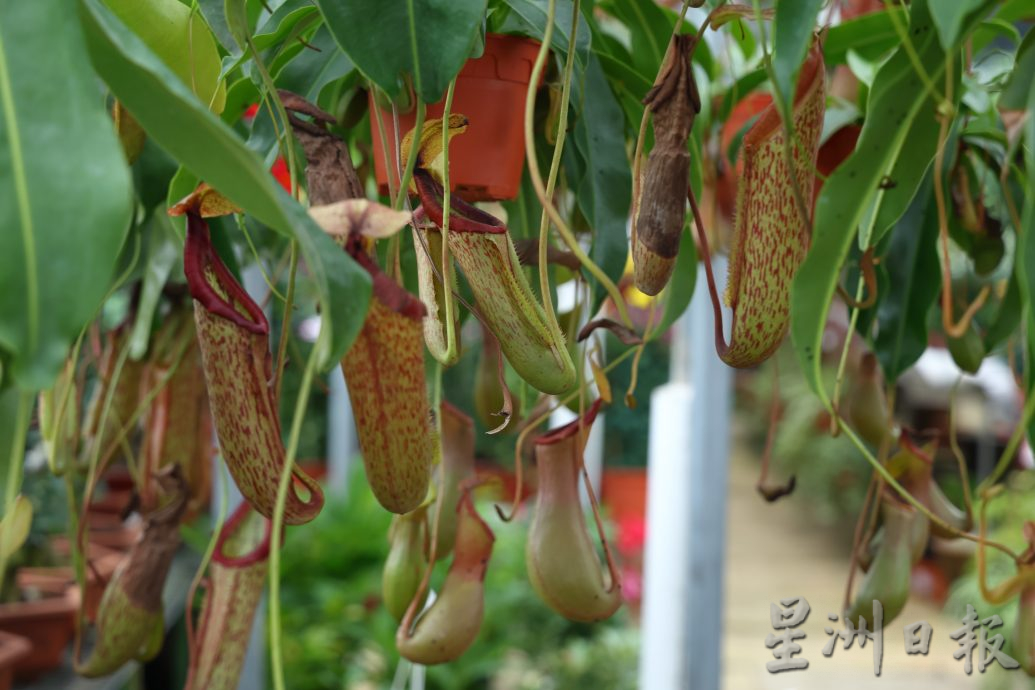 东：迎春花开，“群龙”聚花圃。