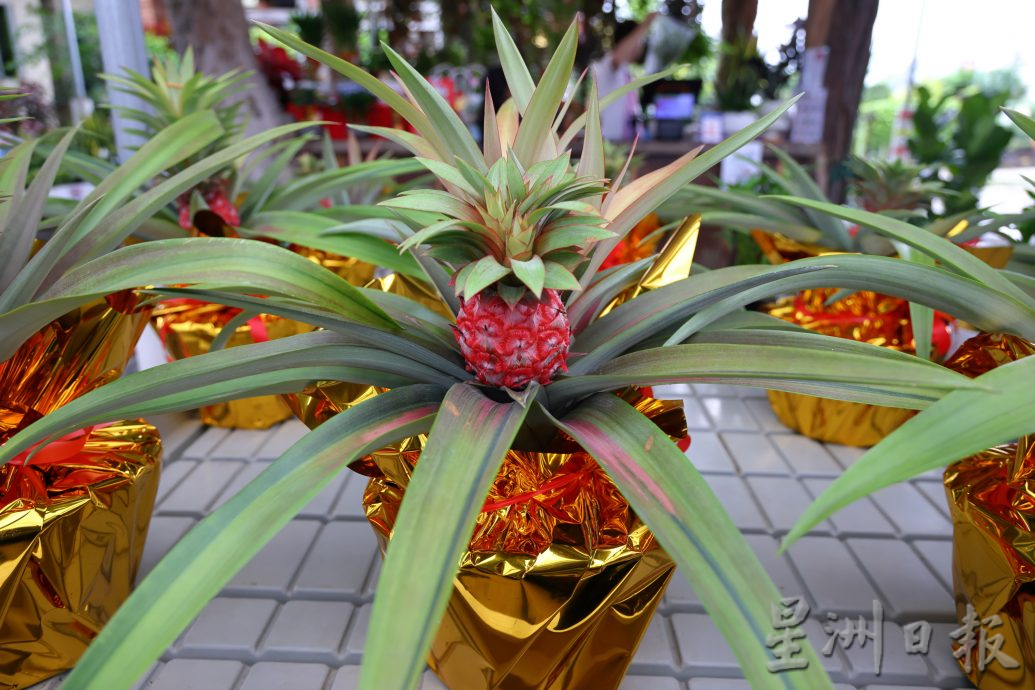 东：迎春花开，“群龙”聚花圃。