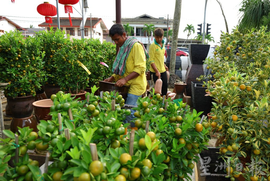 东：迎春花开，“群龙”聚花圃。