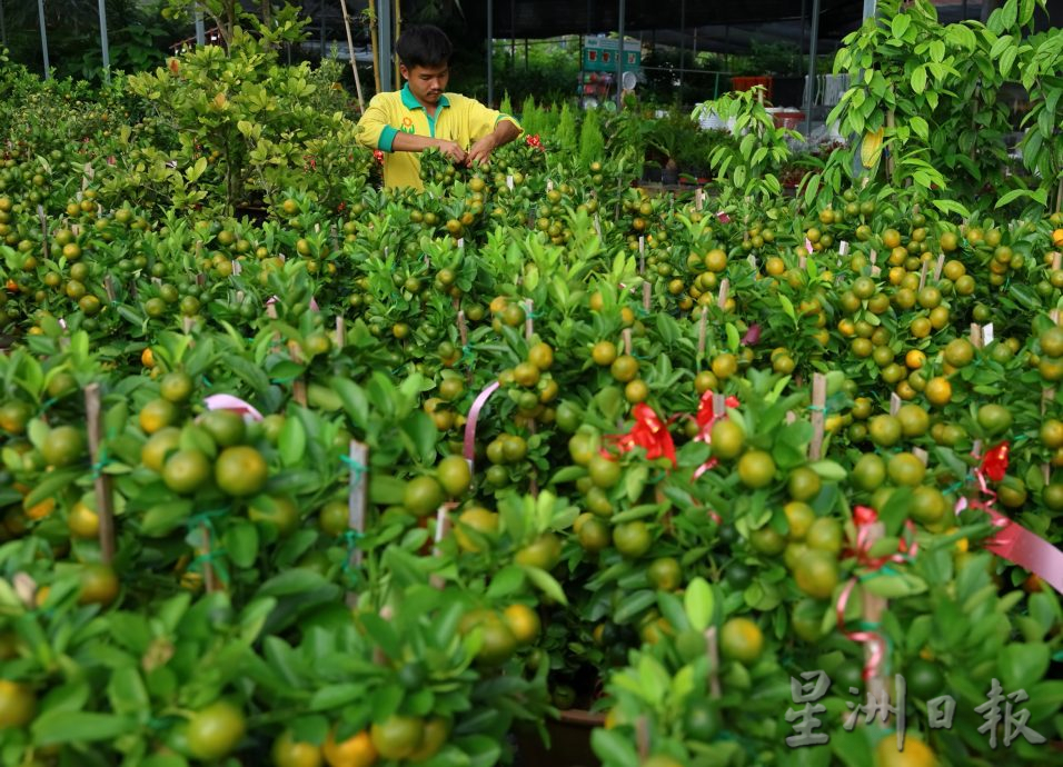 东：迎春花开，“群龙”聚花圃。