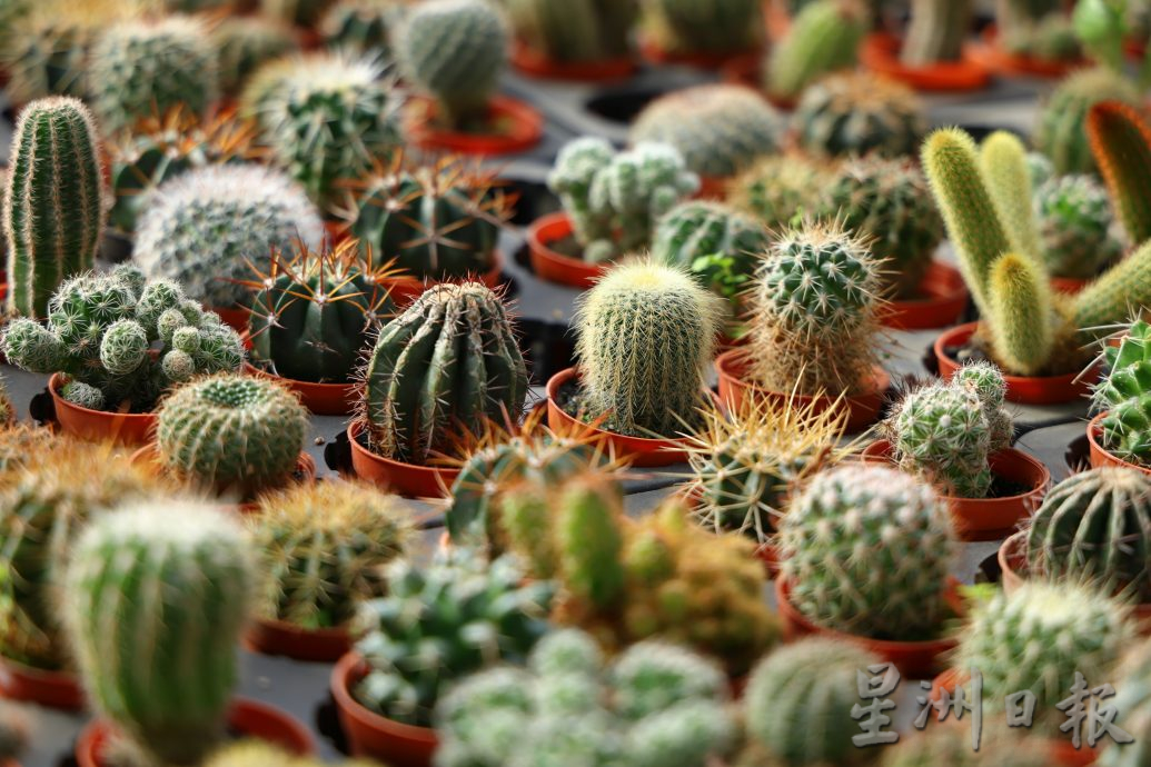 东：迎春花开，“群龙”聚花圃。