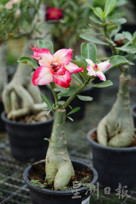 东：迎春花开，“群龙”聚花圃。