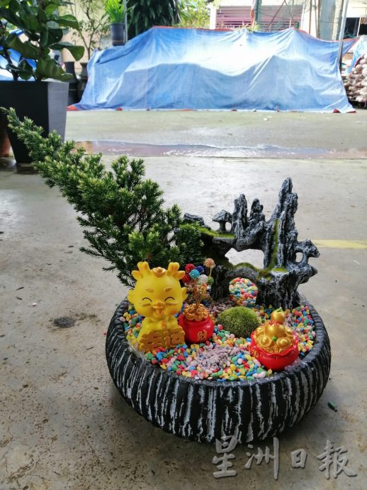 东：迎春花开，“群龙”聚花圃。