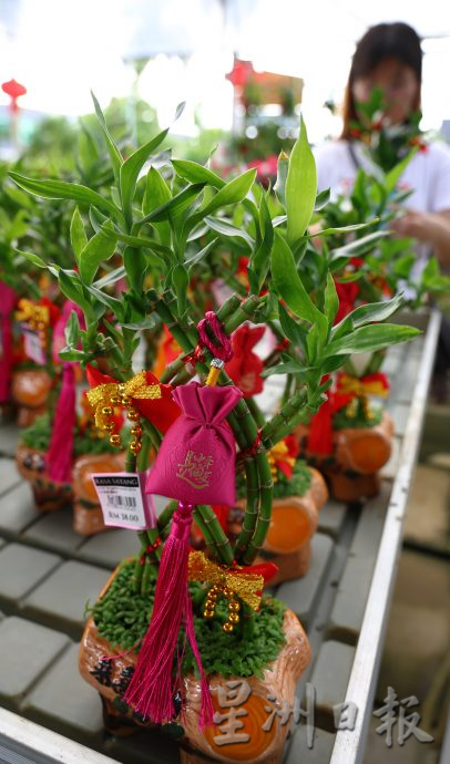 东：迎春花开，“群龙”聚花圃。