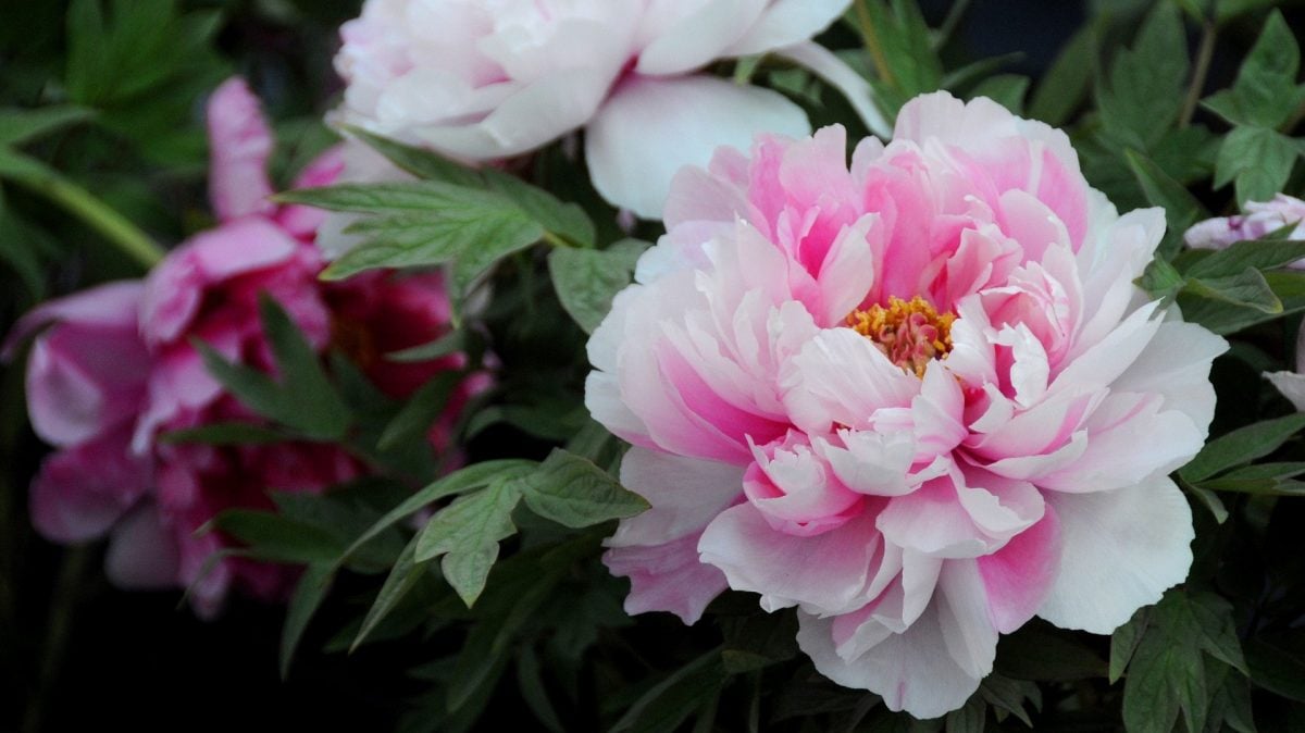 中国将定牡丹为国花?官方回应“时机尚未成熟”