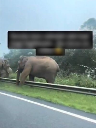 乡间路被闪高灯巧遇象群 “仿佛野生动物园自驾游”