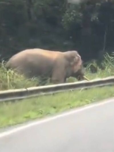 乡间路被闪高灯巧遇象群 “仿佛野生动物园自驾游”