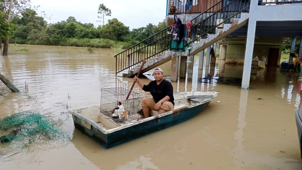 淹水自救不能忘记家猫