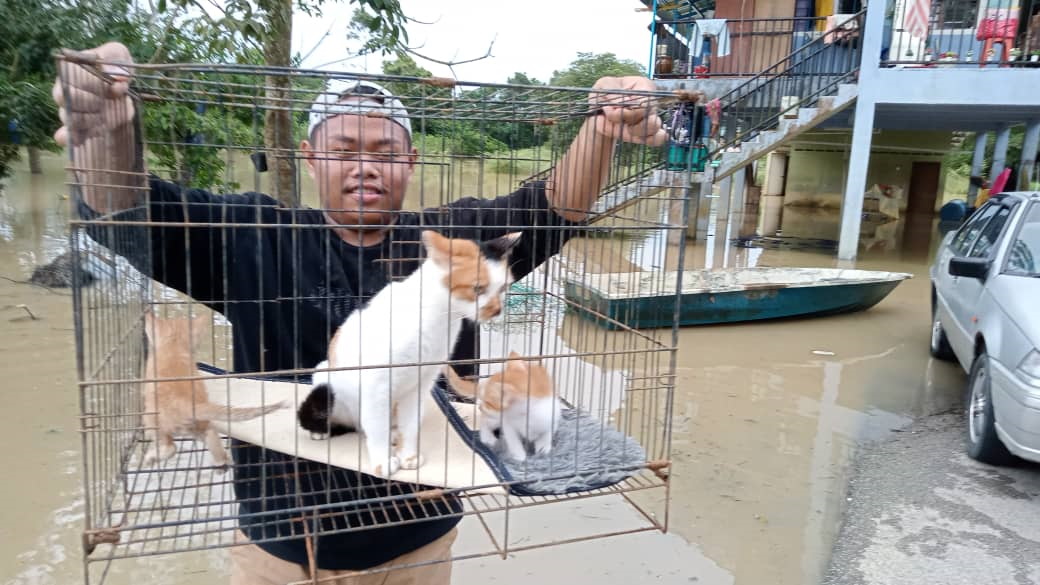 淹水自救不能忘记家猫