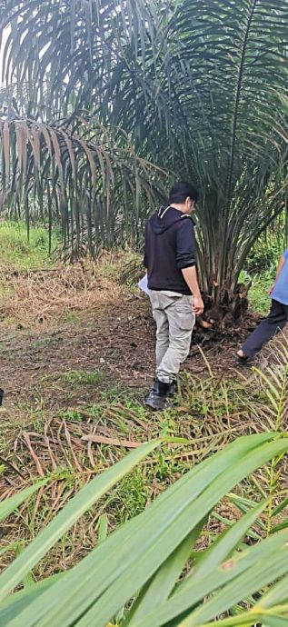 全国：求真：柔亚逸文满油棕园动物脚印  证实非老虎是山猫