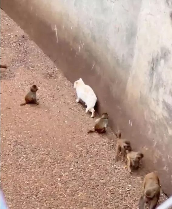 动物园“猴猫共处”惹虐猫争议　专家：猫猴很难和平共处