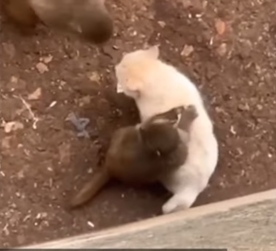 动物园“猴猫共处”惹虐猫争议　专家：猫猴很难和平共处