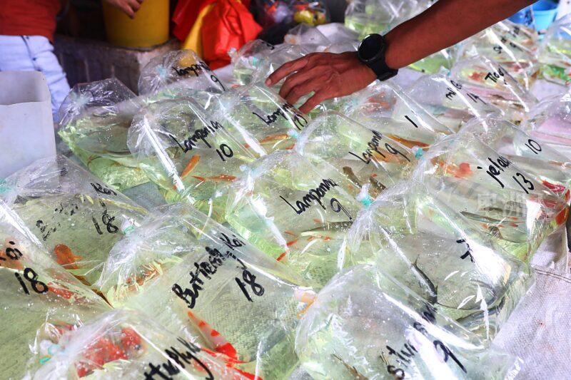 ¬P¬w¤H¯S½Z-´M³½¤Ñ°ó °OªÌ¡G¾Ð¶² Äá¼v¡G¶À¦B¦B