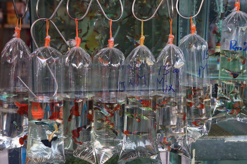 ¬P¬w¤H¯S½Z-´M³½¤Ñ°ó °OªÌ¡G¾Ð¶² Äá¼v¡G¶À¦B¦B