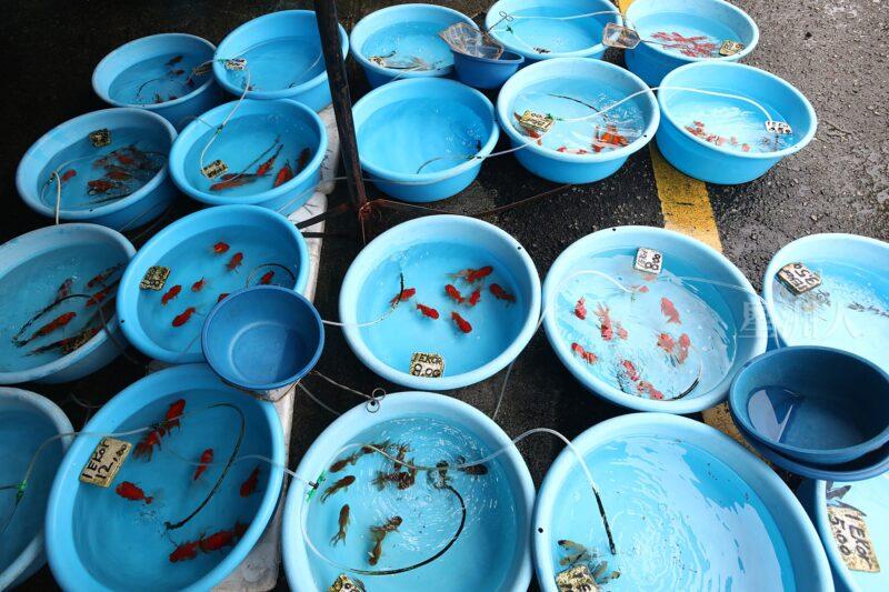 ¬P¬w¤H¯S½Z-´M³½¤Ñ°ó °OªÌ¡G¾Ð¶² Äá¼v¡G¶À¦B¦B