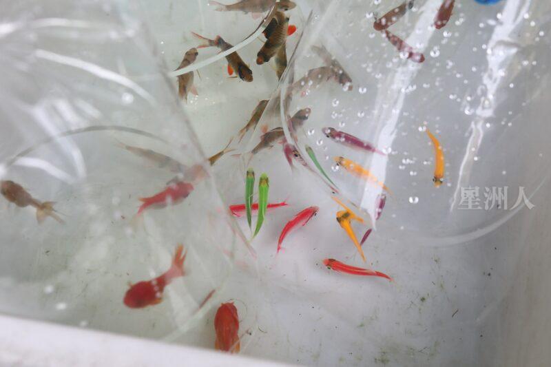 ¬P¬w¤H¯S½Z-´M³½¤Ñ°ó °OªÌ¡G¾Ð¶² Äá¼v¡G¶À¦B¦B