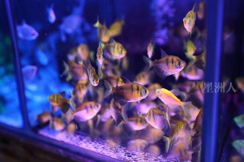 ¬P¬w¤H¯S½Z-´M³½¤Ñ°ó °OªÌ¡G¾Ð¶² Äá¼v¡G¶À¦B¦B