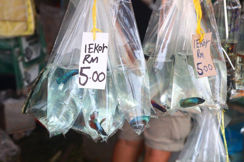 ¬P¬w¤H¯S½Z-´M³½¤Ñ°ó °OªÌ¡G¾Ð¶² Äá¼v¡G¶À¦B¦B