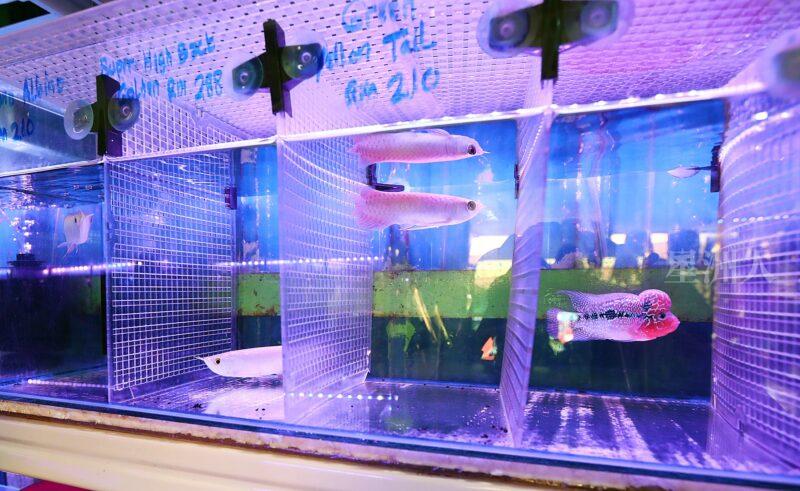 ¬P¬w¤H¯S½Z-´M³½¤Ñ°ó °OªÌ¡G¾Ð¶² Äá¼v¡G¶À¦B¦B